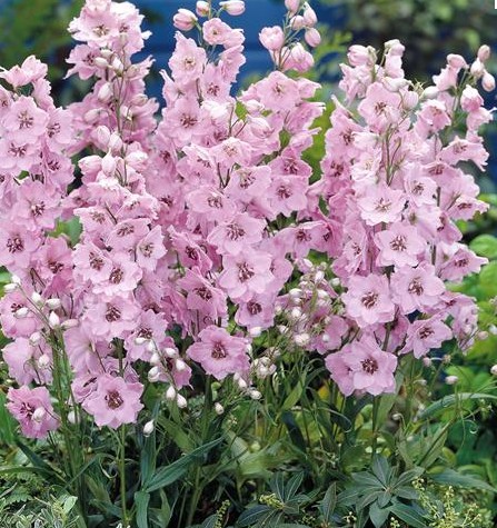 pink delphinium seed